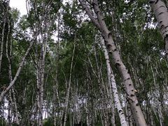 -乌兰布统景区-白桦林