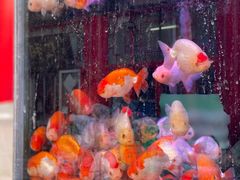 -华声天桥民俗文化园