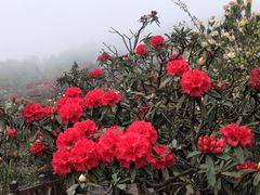 -贵州百里杜鹃风景名胜区