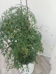 -HEYAN荷妍专业脱毛连锁机构