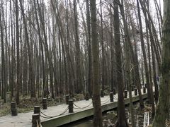 -桤木河湿地公园