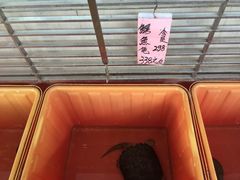 -荔城生鲜盛宴(番禺旗舰店)