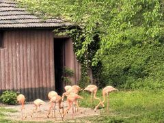 -合肥野生动物园