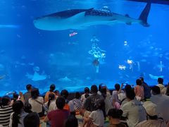 -烟台海昌鲸鲨海洋公园