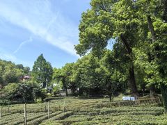 -野蔓果·山野菜(西湖景区·龙井茶田店)