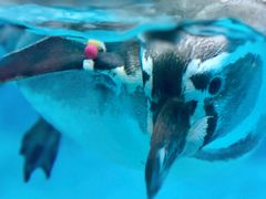 -帝企鹅自助餐厅•儿童岛•真企鹅(长隆企鹅酒店)