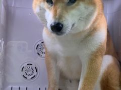 -奶牛家宠物酒店(嘉宏云顶店)