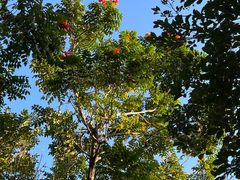 -三亚海棠湾万丽度假酒店