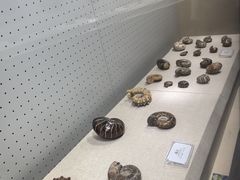 -辽宁古生物博物馆