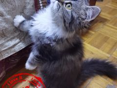 -乖乖宠物医院·猫科·急重症中心(车站北路分院)