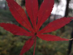 -中国茶叶博物馆(双峰馆区)