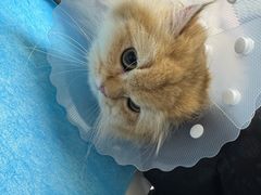 -达爱动物医院·犬猫分区·CT·复杂眼科(远洋山水分院)