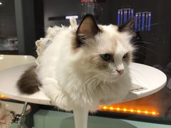 -怪兽屋·羊驼·猫咖·狗咖(俊华广场店)