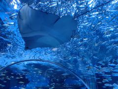 -海合安成都极地海洋公园
