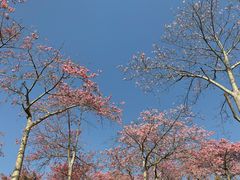 -东部华侨城
