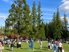 -黄海国家森林公园