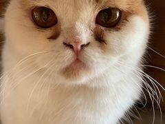 -Cappucimeow猫咪咖啡馆(韦伯时代店)