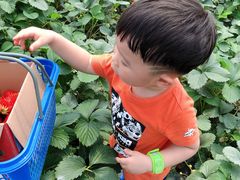 -小鱼草莓采摘园农家乐·小鱼餐厅
