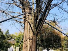 -上海佘山国家森林公园天马山园