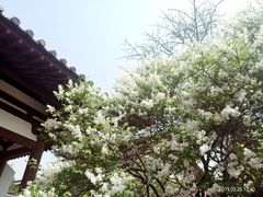 -西安青龙寺遗址景区