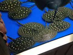 -中环花鸟鱼虫市场