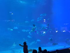 -烟台海昌鲸鲨海洋公园