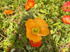 -海心沙亚运公园