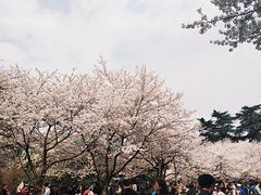-武汉大学-樱园