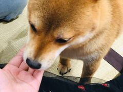 -逗柴咖啡屋·狗咖猫咖宠物桌游