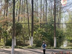 -合肥滨湖国家森林公园