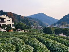 -龙井村