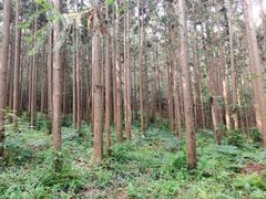 -冶父山国家森林公园