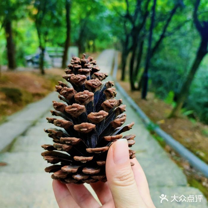 莫子山公园图片