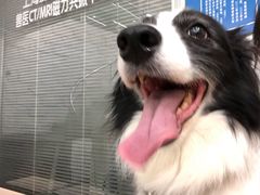 -爱侣宠医·鹦鹉专科·小型哺乳类·异宠专科(灵石路店)