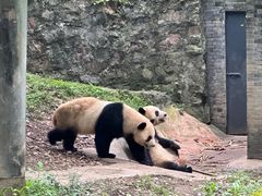 -都江堰中华大熊猫苑