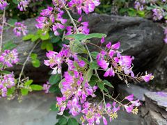 -香山公园