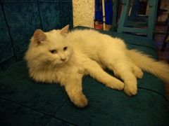 android_upload_pic-Sirena海妖日咖夜酒