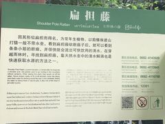 -莫里热带雨林景区