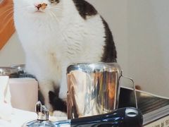 -猫里有甜