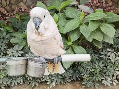 -南宫五洲植物乐园