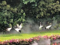-广州长隆飞鸟乐园