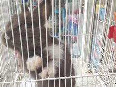 -曲阳花鸟市场(曲阳路店)