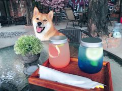 -柴犬高等学院·狗咖·柴犬售卖·宠物训练