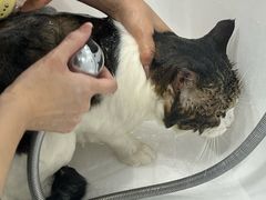 -爱洗澡的猫(天河路店)