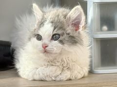 -pd派德宠物中心医院24H急重症·眼科中心·血液透析中心(嵩山北路店)