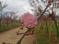 -天适樱花悠乐园