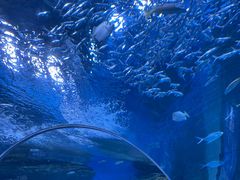 -海合安成都极地海洋公园