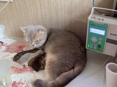 -北京观赏动物医院·24小时大型综合·猫专科·异宠专科