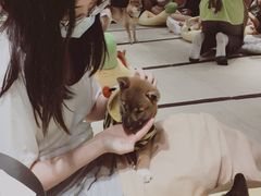 -逗柴咖啡屋·狗咖猫咖宠物桌游