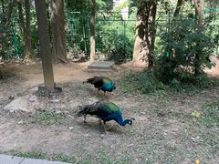 -西双版纳原始森林公园
